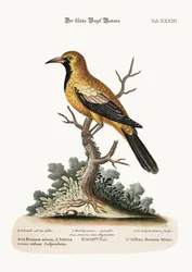 Lesser Bonana Bird, 1749-73